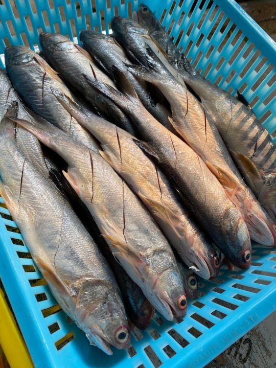 ปลากุเลาแดดเดียวไซส์ใหญ่พิเศษ-น้ำหนัก-900-1000-กรัม-2-3ตัว-แพค