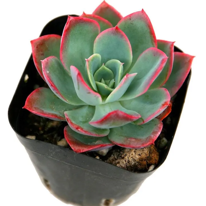 多肉植物绮罗echeveria Luella 景天科拟石莲花属 Lazada