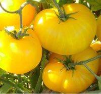 เมล็ด มะเขือเทศ แบรนดี้ไวน์สีเหลือง (Yellow Brandywine Tomato Seed) บรรจุ 5 เมล็ด คุณภาพดี ของแท้ 100%