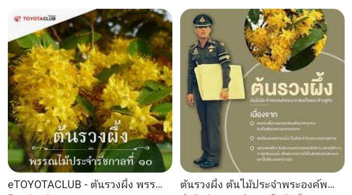 ต้นรวงผึ้ง-60-80เซนติเมตร