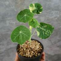 ต้นแนสเตอร์เตียมด่าง (variegated nasturtium) ในกระถาง 3 นิ้ว