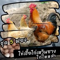 ไข่เชื้อไก่เหวินซาง ไก่ไหหลำ ชุด 5 ฟอง สำหรับฟัก