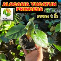 Alocasia Yucatun Princess  อโลคาเซีย ยูคาตัน ก้านใบออกชมพู ปริ้นเซส ( ไม่ใช่) บอนสบู่ดำ เเละ (ไม่ใช่)  ต้นพญาลิงดำ