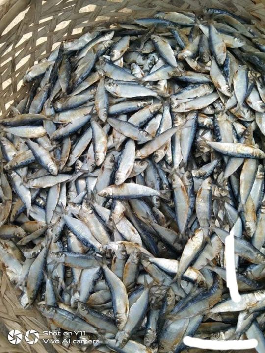 Tamban/ Tabagak dried fish VACUUM SEALED (NOT TOO SALTY) fresh from ...