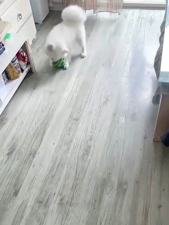 Talking dog toy, wobble giggle ball that makes noise when shaken or