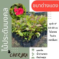 ต้นชบาด่างแดง ดอกสีแดง ชบาสามสี ใบด่างแดง ถุง4” ขนาด 20-30 CM (สั่งขั้นต่ำ 5 ต้น คละได้)