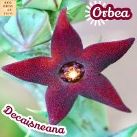 [เก๋งจีน ดอกดาวดำ] Orbea Decaisneanum ส่งพร้อมกระถาง แคคตัส Cactus Succulent ไม้อวบน้ำ พืชอวบน้ำ ไม้หนาม ไม้โขด ไม้ทะเลทราย ชอบแดด ทนแดด กระบองเพชร