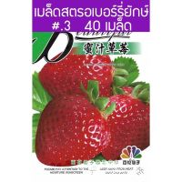 เมล็ด สตรอเบอร์ยักษ์ (Giant Strawberry Honey strawberry) จำนวน  40 เมล็ด