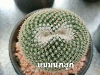 แคคตัส (Cactus) หรือ ต้นกระบองเพชร (แมมนกฮูก)