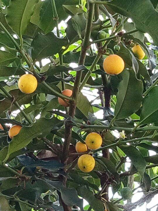 lemon drop mangosteen berba chinese santol seedling Lazada PH