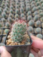 แมมหนามตะขอแดง Mammillaria Beneckei ?????