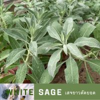 White sage ใบเสจขาวตัดยอด(บริโภคไม่ได้)