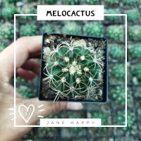 กระบองเพชร เมลโล melocactus ในกระถาง 2.5-3 นิ้ว