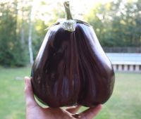 เมล็ดพันธุ์ มะเขือม่วงยักษ์ (Black Beauty Eggplant Seed) บรรจุ 30 เมล็ด คุณภาพดี ราคาถูก ของแท้ 100%