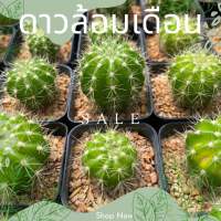 แมม ดาวล้อมเดือน ไม้มงคล ราคาถูก สวยๆ ยิมโน Mammillaria สายมู แคคตัส เลี้ยงง่าย  (MA00)