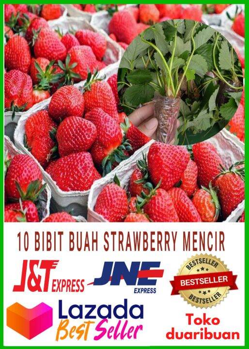 Promo10 Bibit Tanaman Buah Strawberry MENCIR Cepat Berbuah - Untuk ...