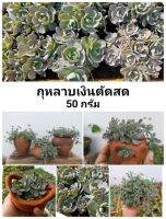 กุหลาบเงินตัดสด 50 กรัม สุดคุ้ม ชำง่าย ขยายได้หลายกระถาง ราคาพิเศษ