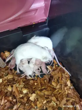 White mouse hot sale pet price