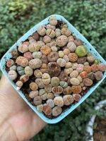 Lithops ไลทอป 40-70 ต้น ส่งทั้งกระถาง 7x7 cm. ?พร้อมส่งทุกวัน#น้อนตูด