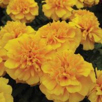 เมล็ดพันธุ์ ดาวเรือง ฝรั่งเศส สีเหลือง (FRENCH MARIGOLD)บรรจุ 20 เมล็ด