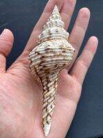 Long Tail Leopard conch Shell Rare Long Sea Shell 10-15cm