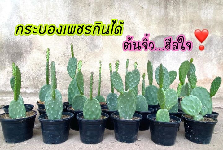 ต้นไม้ที่ร้านกาแฟ-โอพันเทียไจแอนท์โรบัสต้า-ทานผลทานใบได้-จัดโปรโมชั่นต้นละ-4-4-บาท-จัดส่งแบบกระถาง-4-นิ้ว-รากเดินดีพร้อมส่งวันต่อวัน