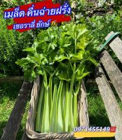 เมล็ดพันธุ์ คื่นฉ่ายฝรั่งหรือเซเลอรี่ต้นใหญ่ ใบสวย กลิ่นหอมเมล็ดนำเข้า