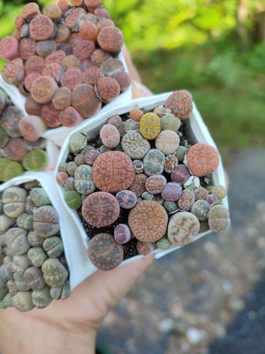 lithops-ไลทอปแบบก้อนติดดิน-ขนาดรวมประมาณ5ซม