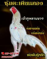 ไข่ไก่ชนก๋อยกัด สายปราณบุรี100% ร้านจัดส่งไว เจ้ากุหลาบขาว