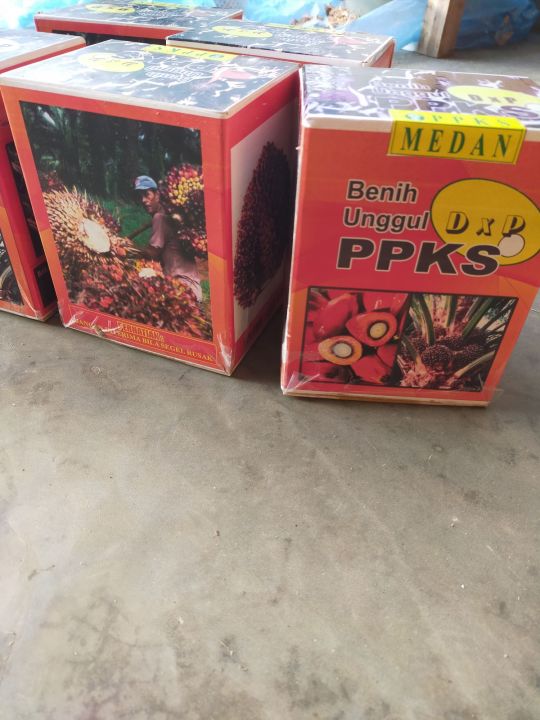 Benih Kecambah Polong Kelapa Sawit Ppks 540 Paket 5 Kotak Lazada