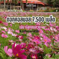 ดอกคอสมอสชุดปลูกชมสวน 7,500 เมล็ด  คุ้มที่สุด ราคาดี อัตรางอกสูง