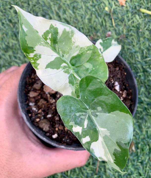 ไม้ด่าง-บอนหูช้างด่างขาว-alocasia-gageana-albo-variegated-คัดต้นด่างแล้วส่ง-ไม่ต้องลุ้น-กระถาง4นิ้วรากเดินดี-ต้นหูช้าง-ช้างขาว-ต้นช้างขาว-หูช้างด่าง-รอดแล้วรากเดินดี-รดน้ำวันละครั้ง-ชอบที่ล่มรำไร-ไม่ค