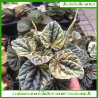 เปปเปอร์โรเมียหน้าย่น ใบด่างPeperomia Caperata Variegata (Pink Lady) ต้นไม้มงคลไม้ประดับ ส่งพร้อมกระถาง