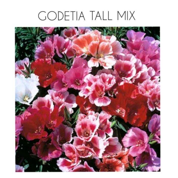 GODETIA TALL DOUBLE MIX flower seeds Lazada PH
