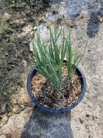 ต้นหอม ?กระถาง 4 นิ้ว Green onion 4inch Pot’s #ผักสวนครัว #organic #vegetable