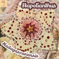 [เก๋งจีน มาดากัสการ์] Stapelianthus Madagascarirnsis ส่งพร้อมกระถาง แคคตัส Cactus Succulent Haworthia Euphorbia ไม้หายาก พืชอวบน้ำ ไม้หนาม ไม้ทะเลทราย กระบองเพชร