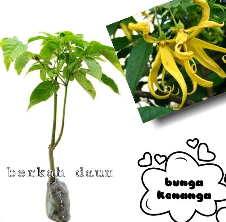 bunga kenanga Lazada Indonesia