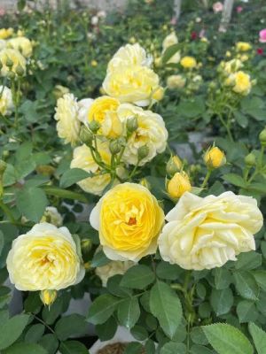 กุหลาบเหลืองเฉลิมพระเกียรติ กุหลาบพุ่มขนาดกลาง มีกลิ่นหอมให้ดอกดกมาก ออกดอกเป็นพวง ออกดอกตลอดปี