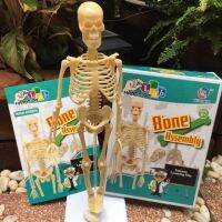 โครงกระดูกของมนุษย์ ของเล่นวิทยาศาสตร์  โมเดลศึกษา MySkeleton ?