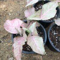 ?พริ้งสปอร์ต?(Syngonium Pink Spot) กระถาง 6 นิ้ว