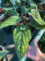 Anthurium hybrid(JUMBO size) หน้าวัวใบพลูยักษ์