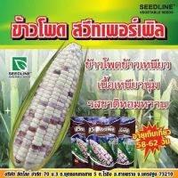 เมล็ดพันธ์ุข้าวโพด เมล็ดพันธ์ุข้าวโพดข้าวเหนียว  #พันธุ์สวีทเพอร์เพิล ปลูกง่าย ปลูกได้ตลอดปี  #ลักษณะเด่น คือ มีลำต้นที่แข็งแรง  ฝักใหญ่สม่ำเสมอ เนื้อเหนียวนุ่ม รสชาติ หอมหวาน น้ำหนักดี มีเมล็ดสีขาว และ สีม่วงแซม