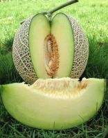 เมล็ดพันธ์ุ เมล่อน เนื้อเขียว (Green Melon Seed ) บรรจุ 5 เมล็ด