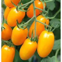 เมล็ดพันธุ์ มะเขือเทศ เชอรี่เหลือง ( Tomato yellow ) บรรจุ 20 เมล็ด