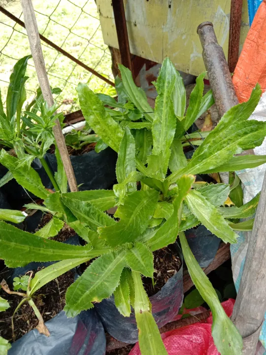 Sawtooth coriander Lazada PH