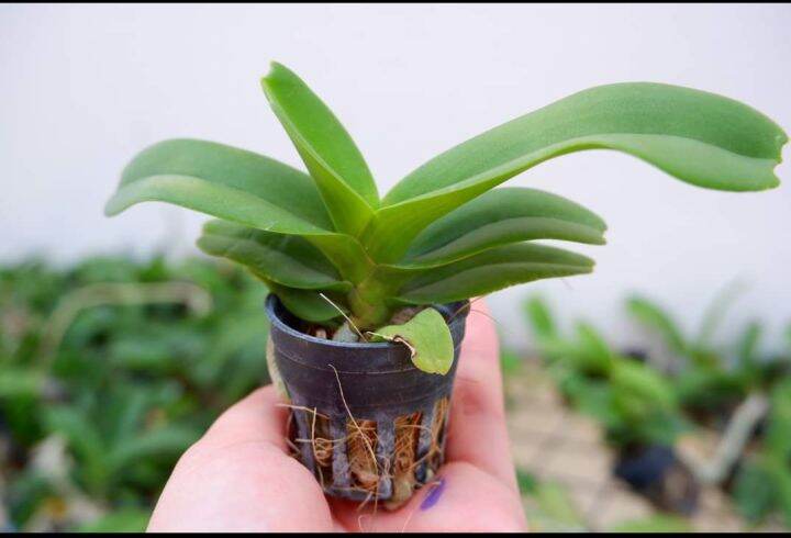 Orchid Rhynchostylis Gigantea / Orkid Belalai Gajah / Orkid Ekor Tupai ...