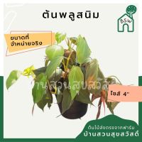 ต้นพลูสนิม ในกระถาง 4 นิ้ว