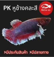 ปลากัด Pkหูช้าง หญิง คัดเกรด มีประกันสินค้า