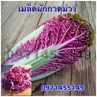 เมล็ดผักกาดม่วง200-250 เมล็ด ปลูกง่าย ทนโรค กรอบ อร่อย