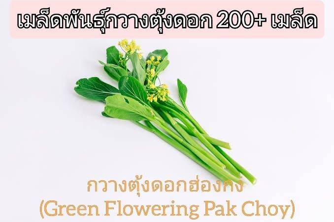 เมล็ดพันธุ์กวางตุ้งดอก-200-เมล็ด-ชุด